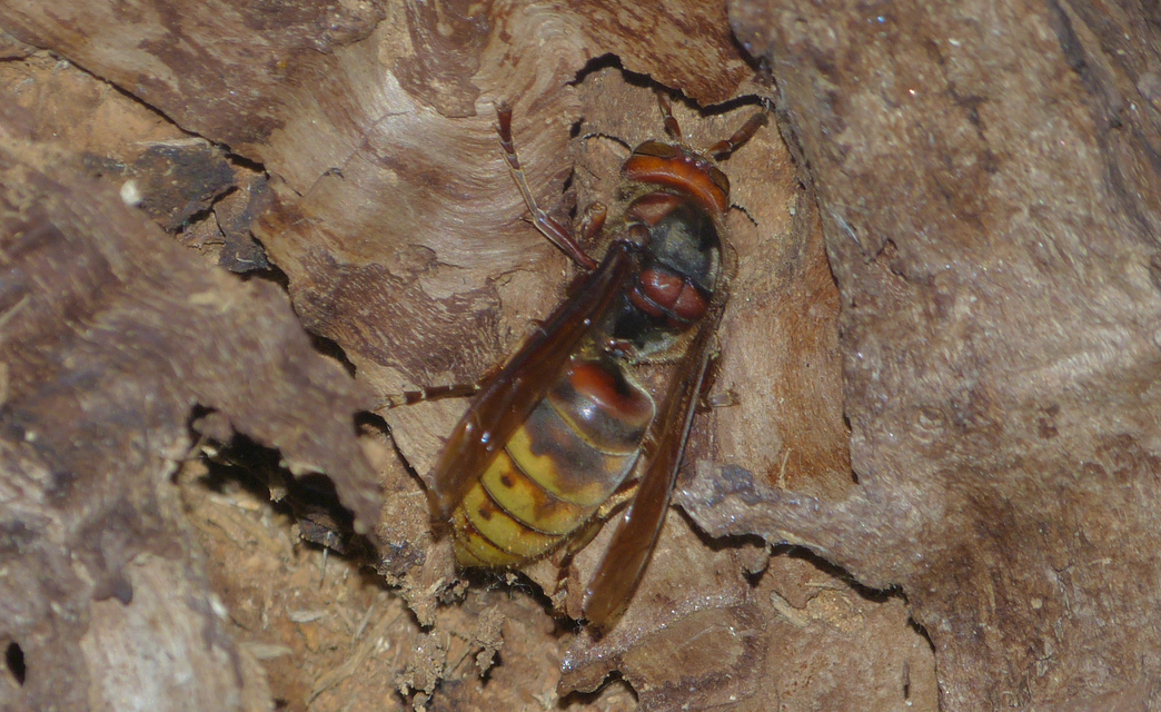 Vespa crabro - lódarázs