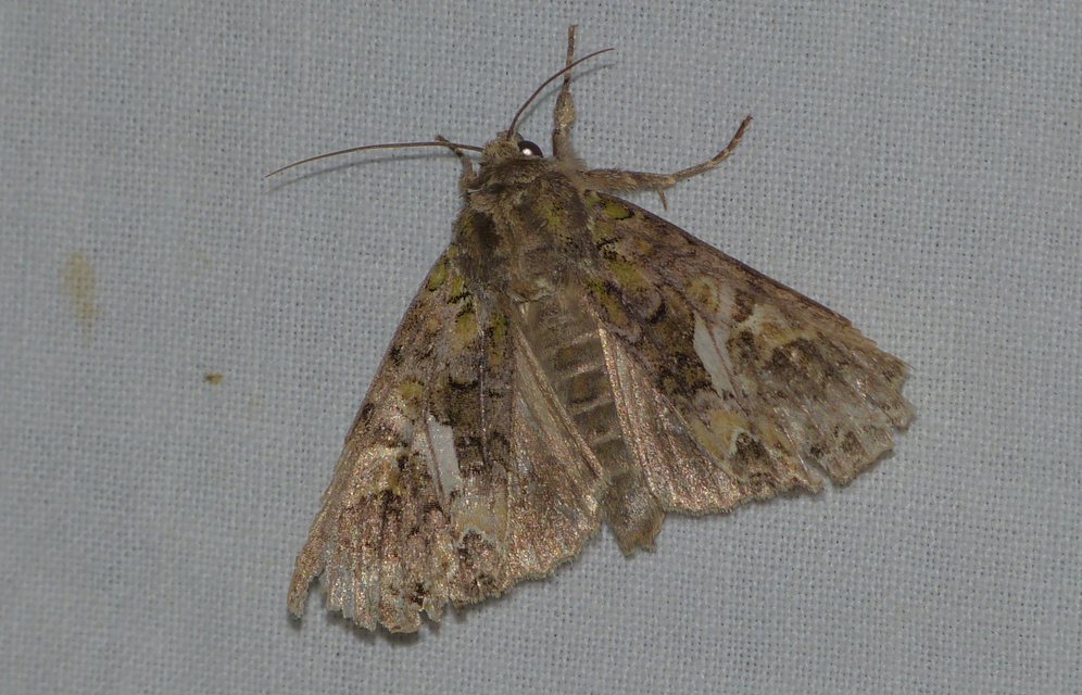 Trachea atriplicis - nyári zöldbagoly