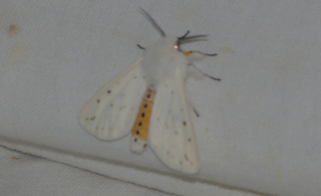 Spilosoma lubricipedum - tejszínű medvelepke