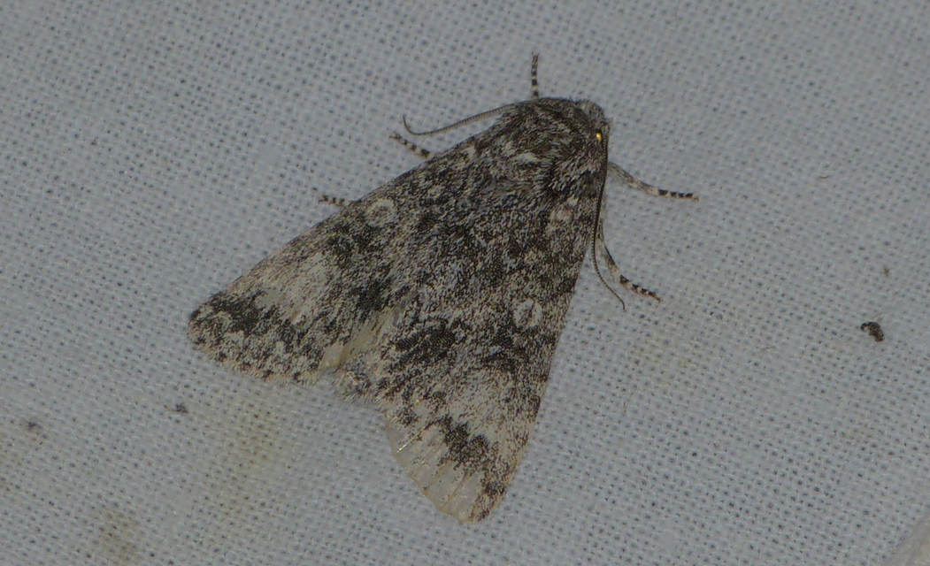 Acronicta megacephala - nagyfejű szigonyosbagoly