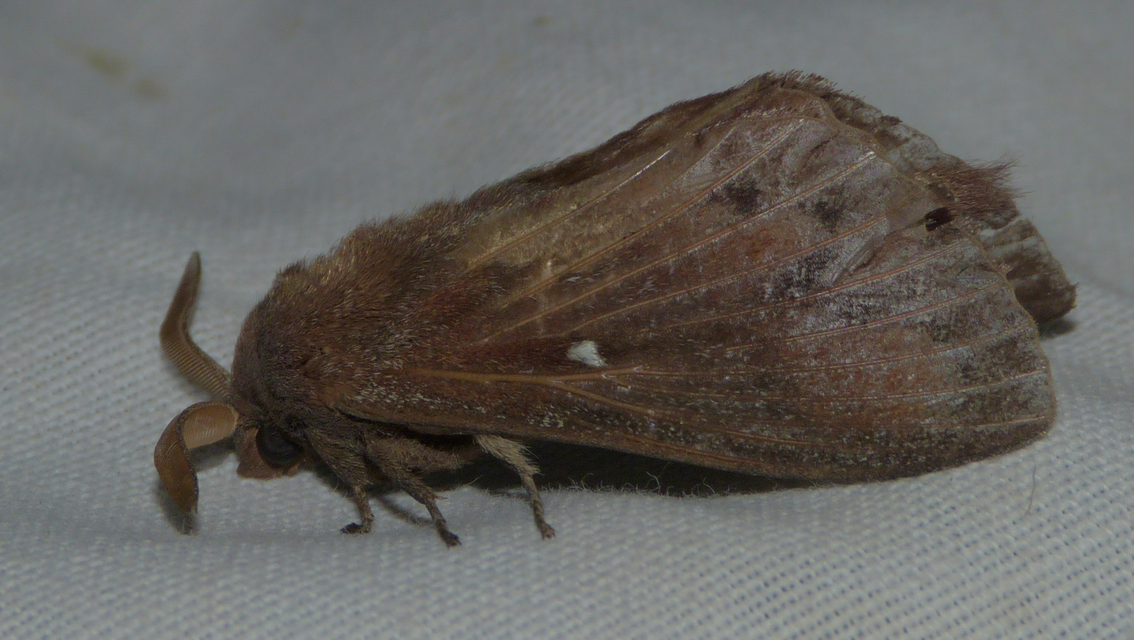 Dendrolimus pini - fenyőpohók