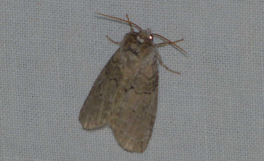 Tethea or - bélyeges pihésszövő
