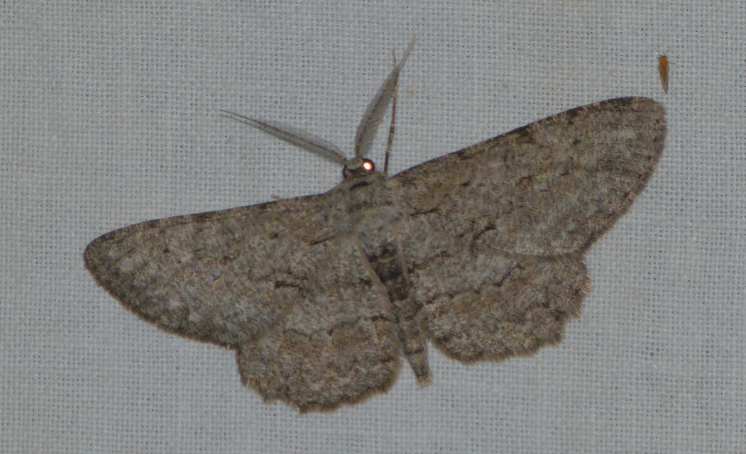 Hypomecis punctinalis - pettyes faaraszoló