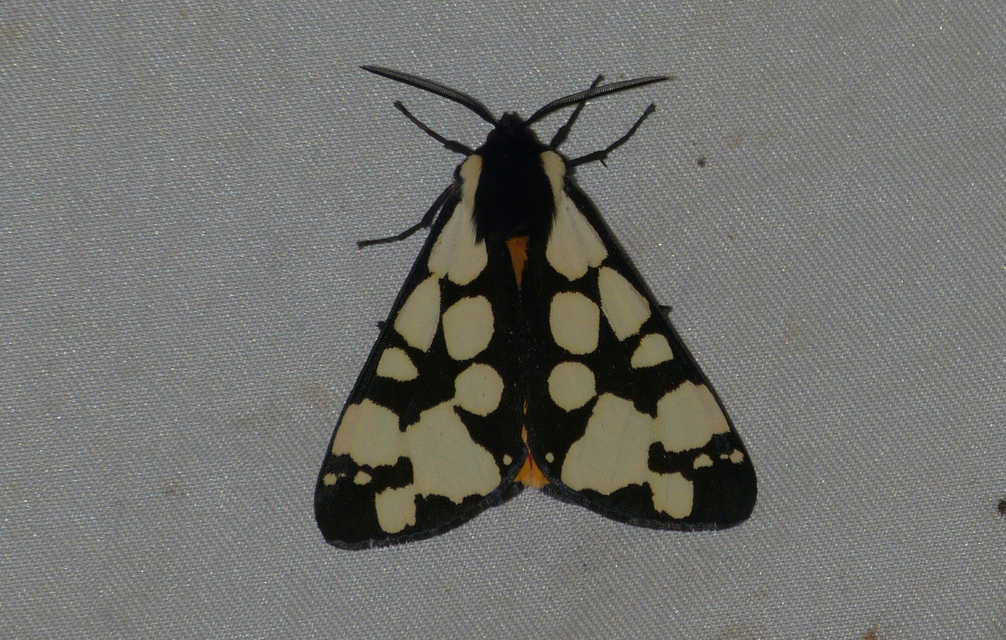 Arctia villica - fekete medvelepke