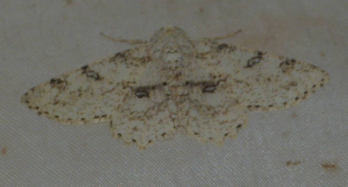 Ascotis selenaria - holdas faaraszoló