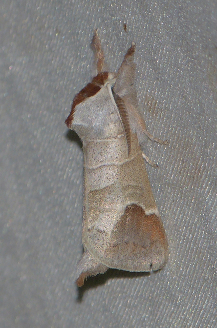 Clostera curtula - rövidszárnyú levélszövő