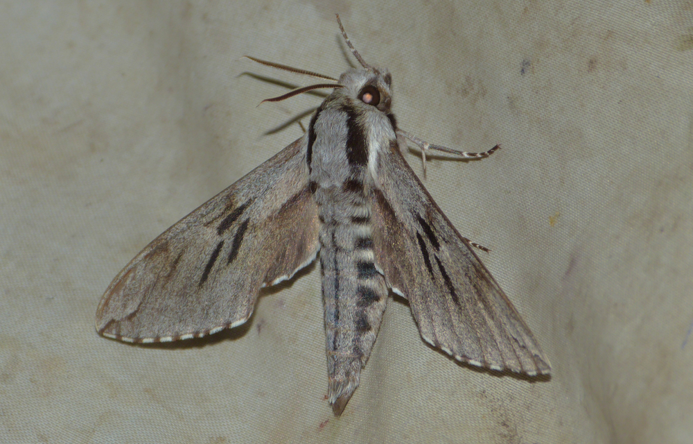 Hyloicus pinastri - fenyőszender