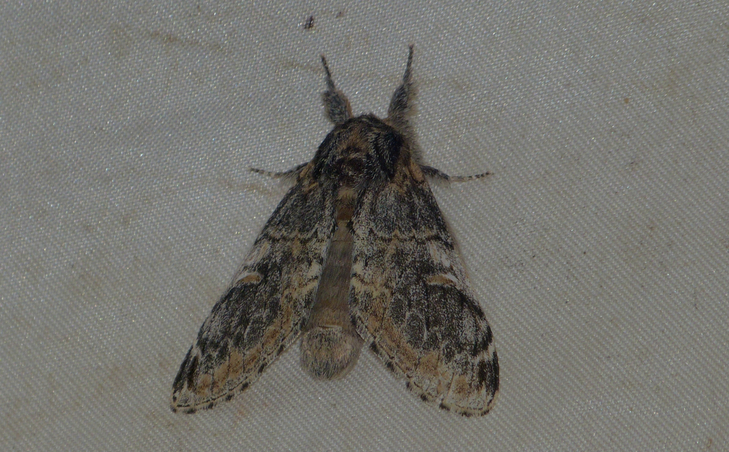 Notodonta tritophus - tarajos púposszövő