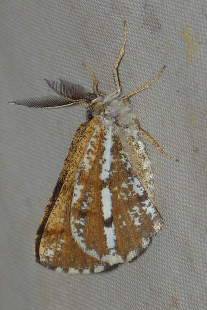 Bupalus piniaria - fenyőaraszoló