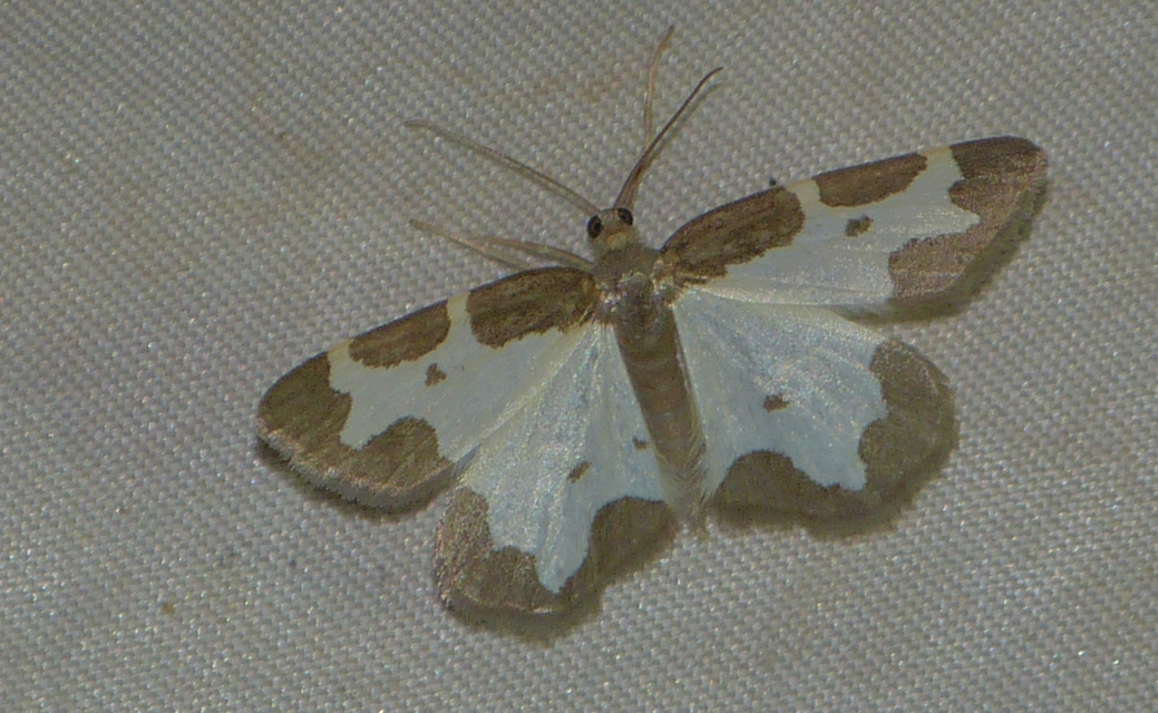 Lomaspilis marginata - szegélyes nyárfaaraszoló