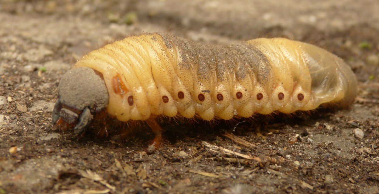 Oryctes nasicornis - orrszarvú bogár