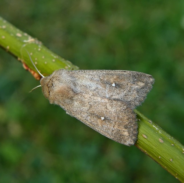Mythimna albipuncta - fehérpettyes rétibagoly