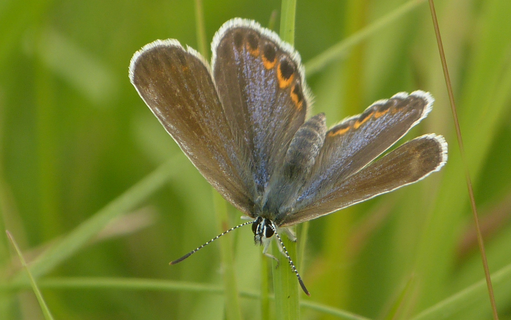 Plebejus argyrognomon - tintakék boglárka
