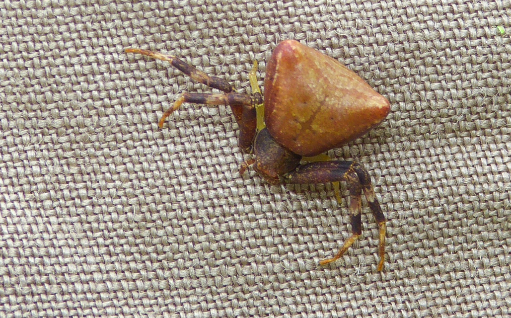 Pistius truncatus - csonka karolópók