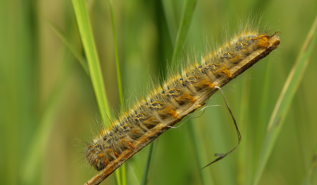 Lasiocampa trifolii - lóhereszövő