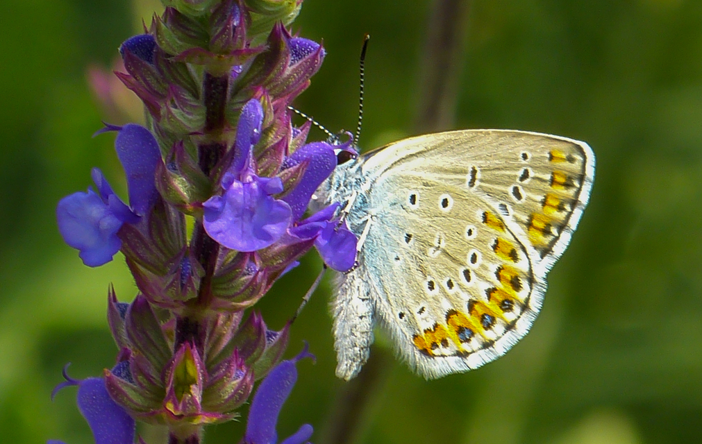 Plebejus argyrognomon - tintakék boglárka