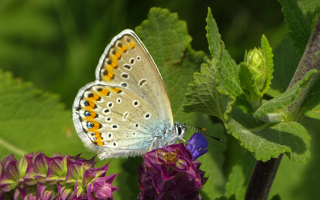Plebejus argyrognomon - tintakék boglárka