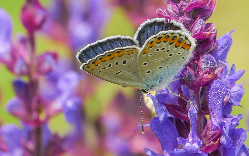 Plebejus argyrognomon - tintakék boglárka