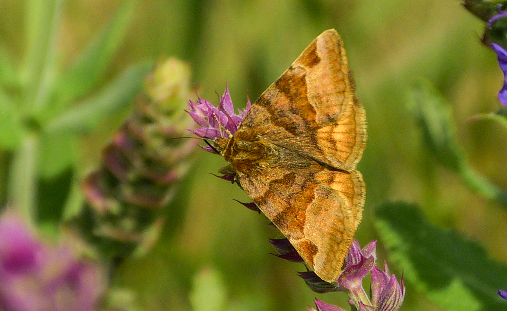 Euclidia glyphica - közönséges nappalibagoly