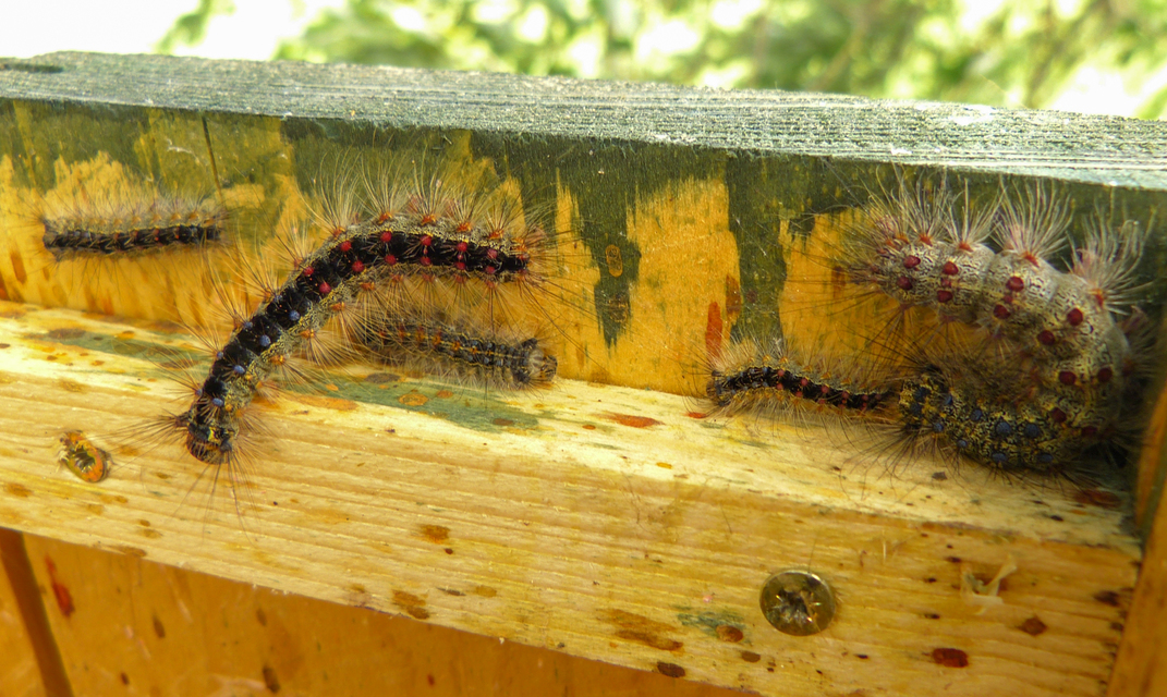 Lymantria dispar - gyapjaslepke