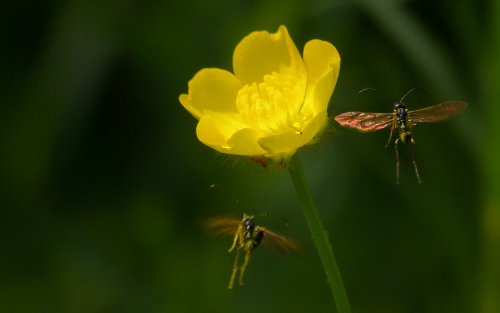 Cephidae - szalmadarazsak