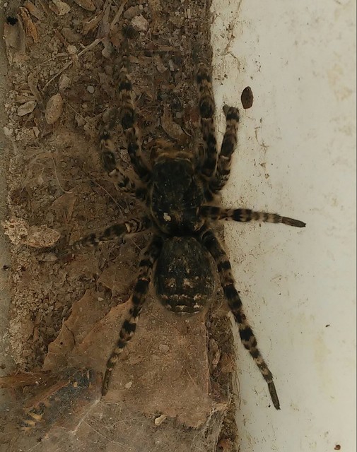 Lycosa singoriensis - szongáriai cselőpók