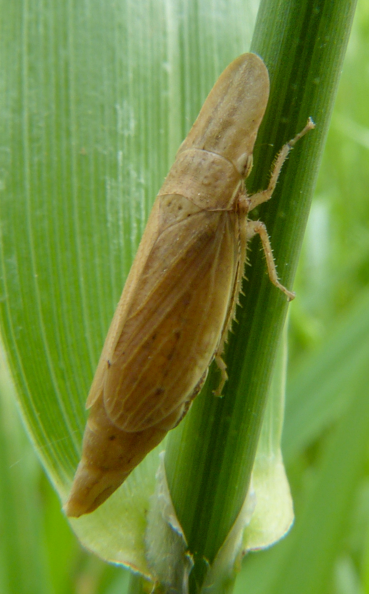 Glossocratus foveolatus