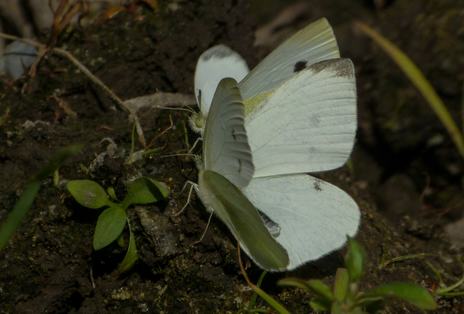 Pieris rapae - répalepke