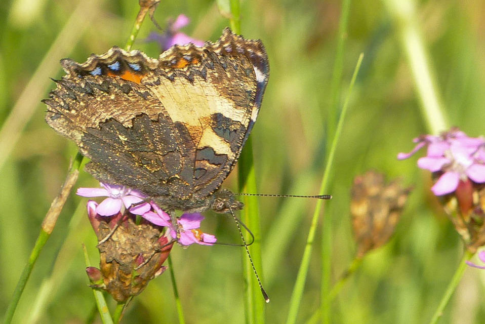 Nymphalis urticae - kis rókalepke