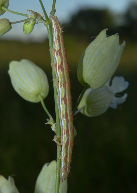 Heliothis viriplaca - mácsonyabagoly