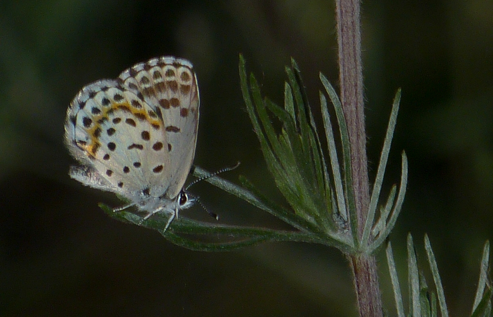 Scolitantides orion - szemes boglárka