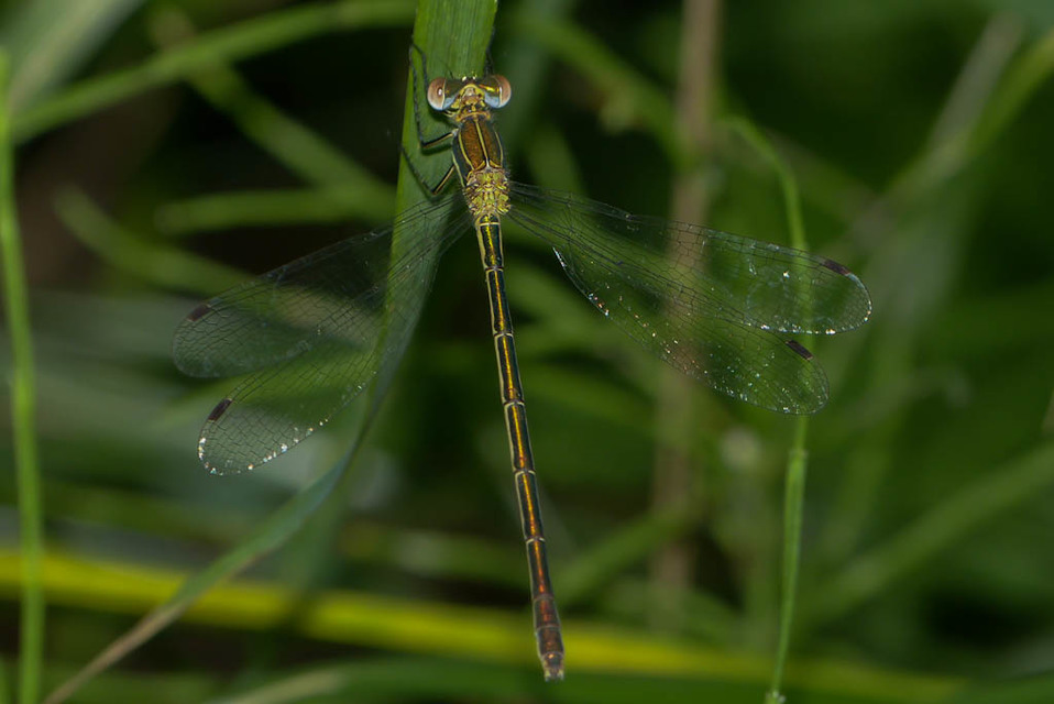 Lestes sponsa - lomha rablószitakötő