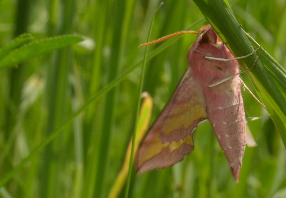 Deilephila porcellus - piros szender