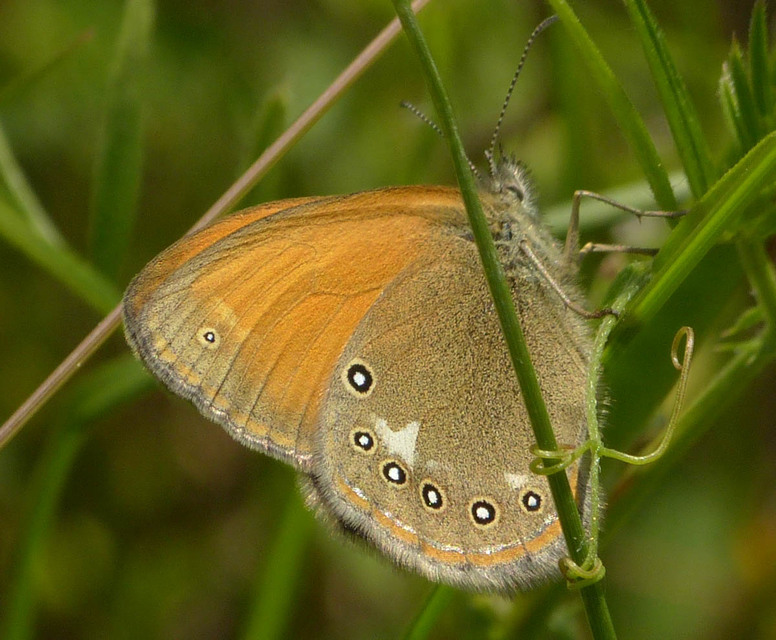 Coenonympha glycerion - közönséges szénalepke