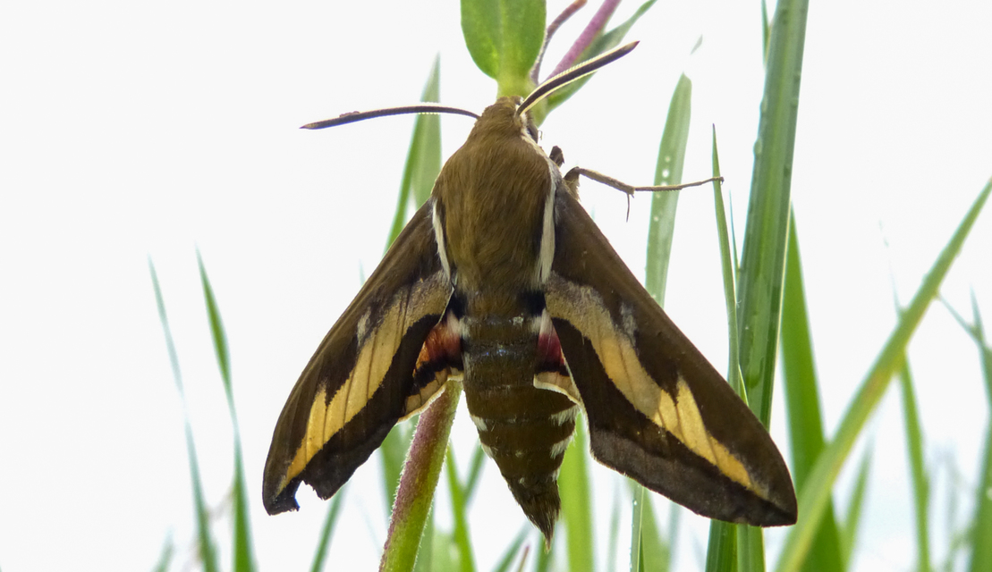 Hyles gallii - galajszender