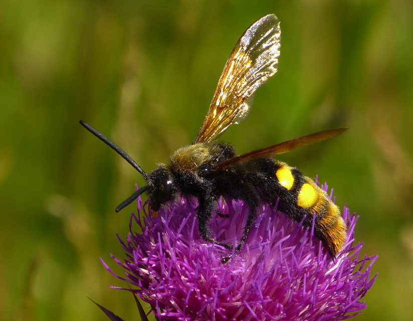 Megascolia maculata - óriás-tőrösdarázs