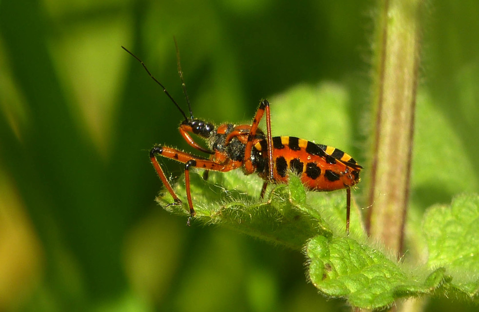 Rhynocoris iracundus - közönséges gyilkospoloska