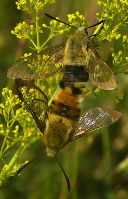 Hemaris tityus - pöszörszender