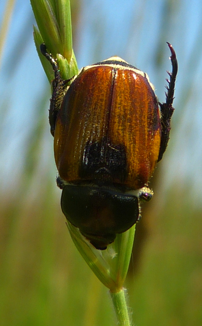 Anisoplia austriaca - osztrák szipoly