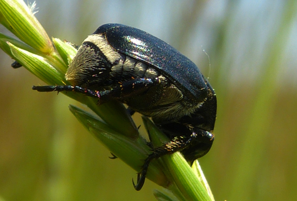 Anisoplia lata - széles szipoly Anisoplia lata - széles szipoly