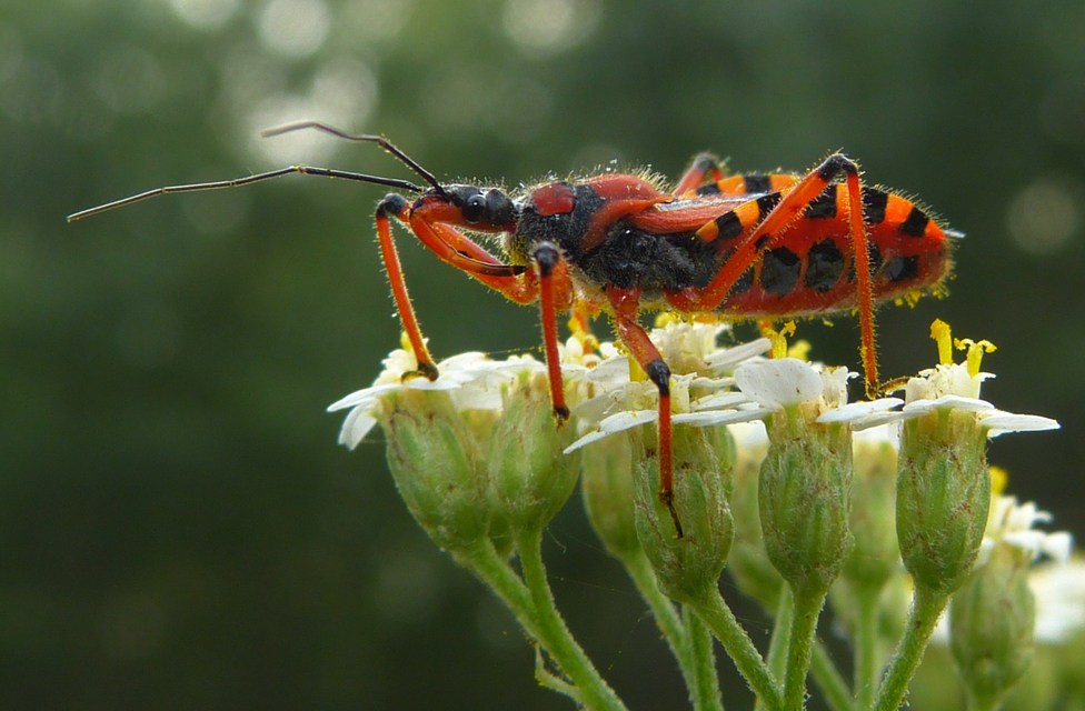 Rhynocoris iracundus - közönséges gyilkospoloska