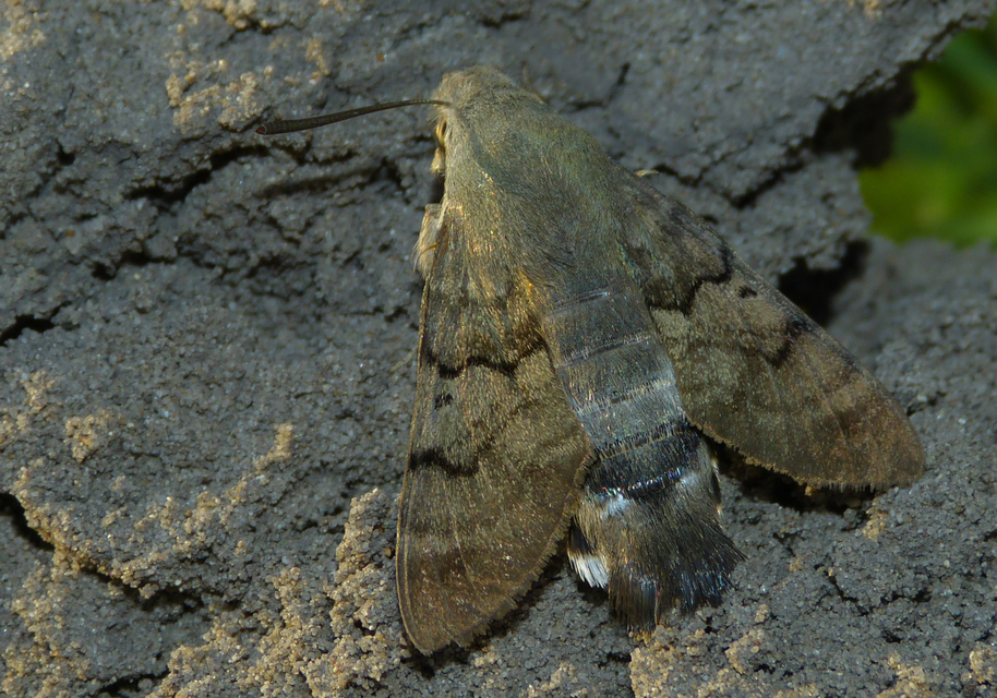 Macroglossum stellatarum - kacsafarkú szender