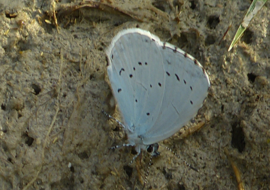 Celastrina argiolus - bengeboglárka