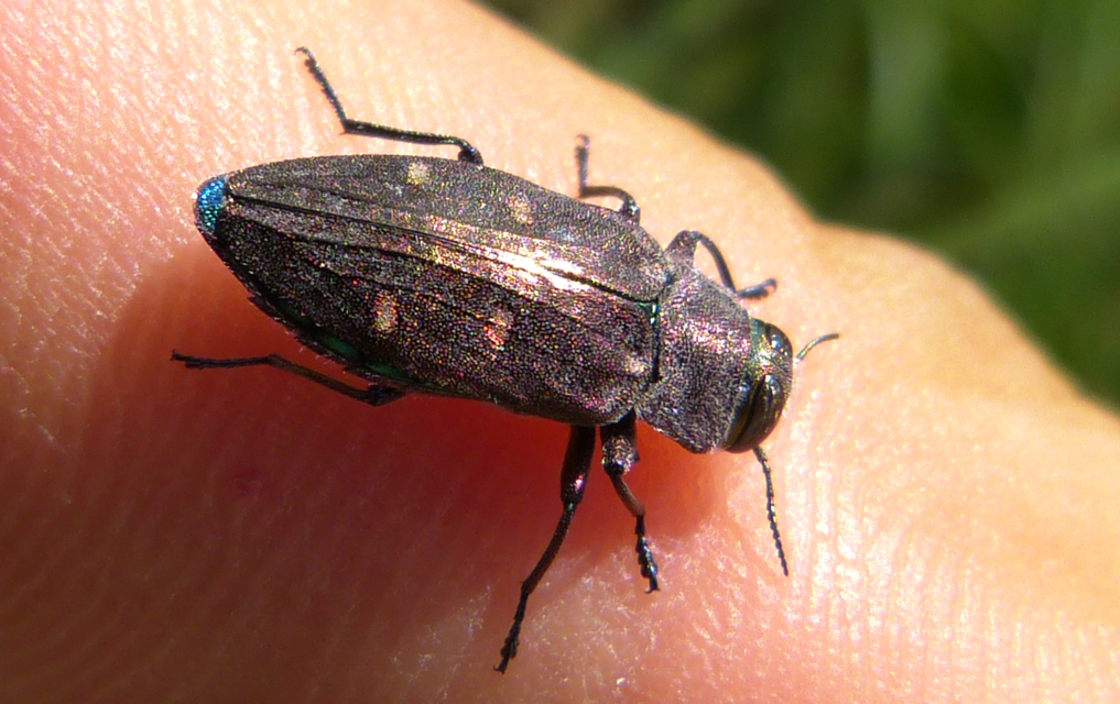 Chrysobothris affinis - aranypettyes díszbogár