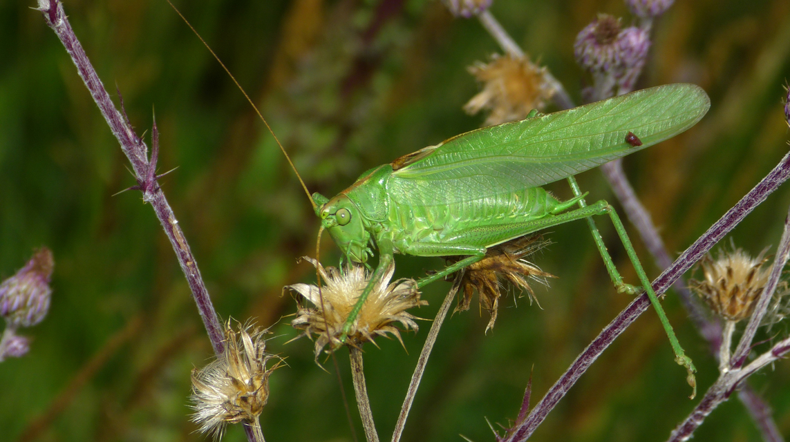 Tettigonia viridissima - zöld lombszöcske