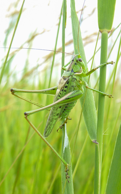 Gampsocleis glabra - tőrös szöcske
