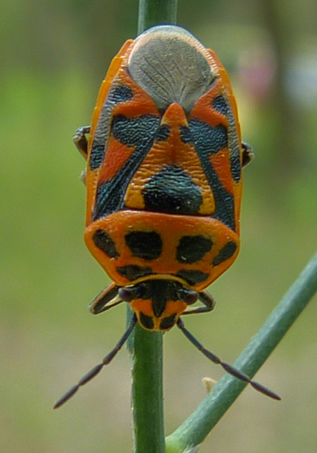 Eurydema ornata - díszespoloska Eurydema ornata - díszespoloska