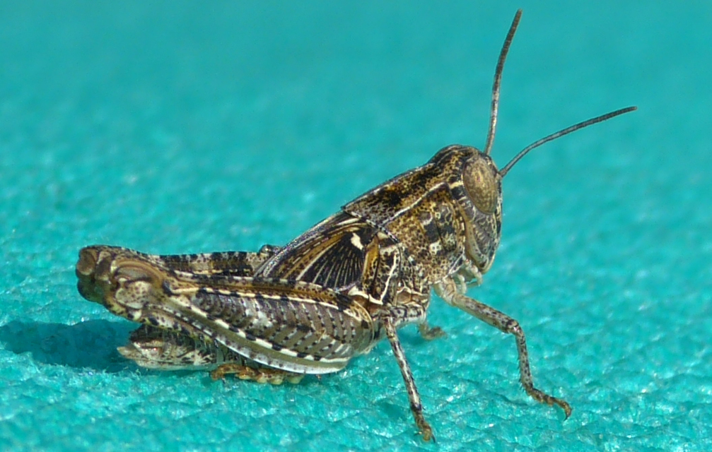Calliptamus