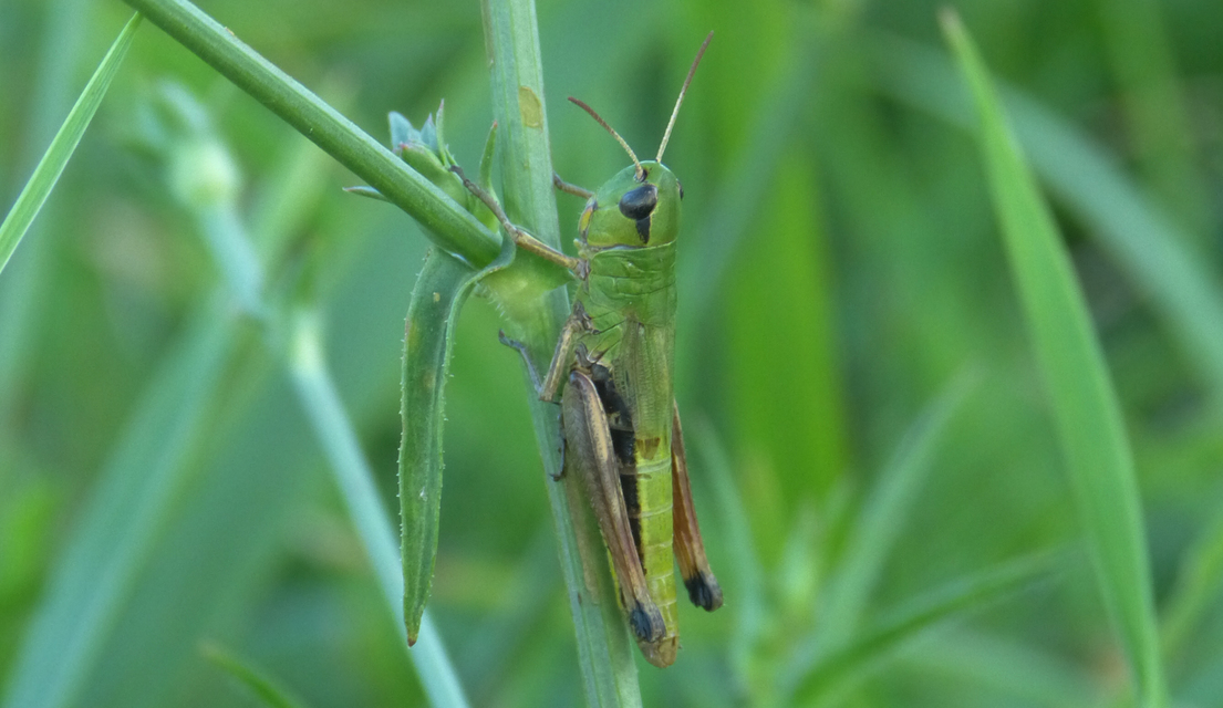 Pseudochorthippus parallelus - közönséges rétisáska