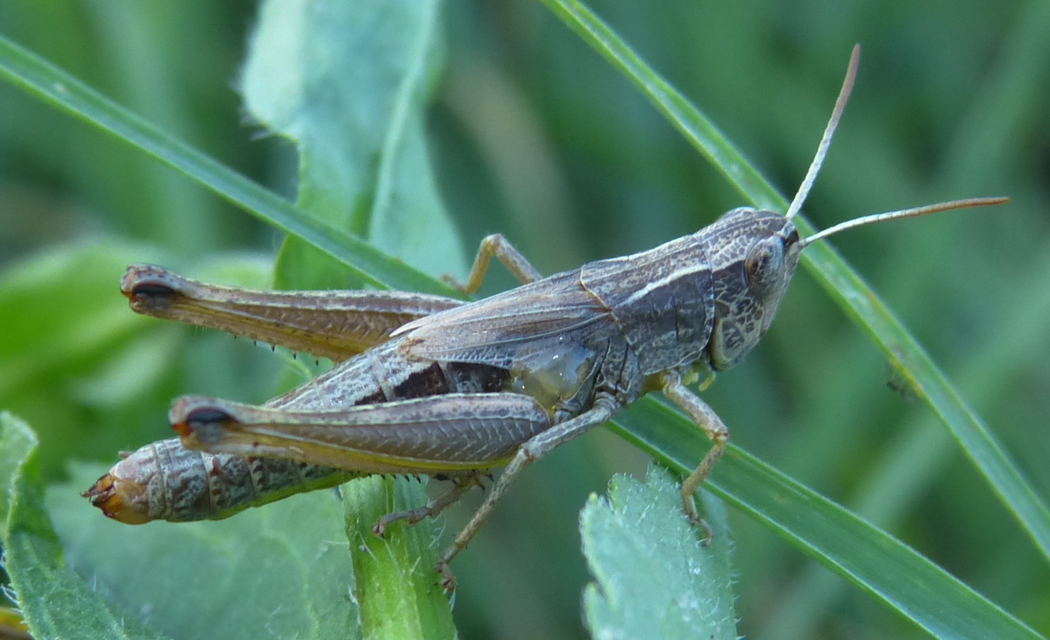 Pseudochorthippus parallelus - közönséges rétisáska